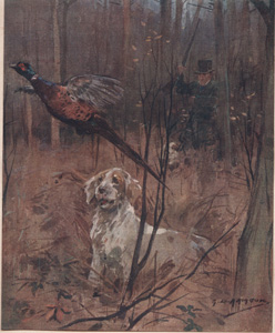 Pheasant Shooting Old-Style